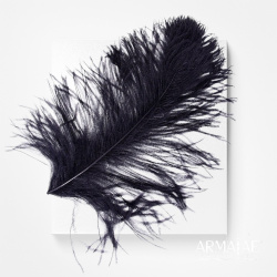 Straußenfeder ausgesuchte Qualität – ca. 40–50 cm, verschiedene Farben - Schwarz